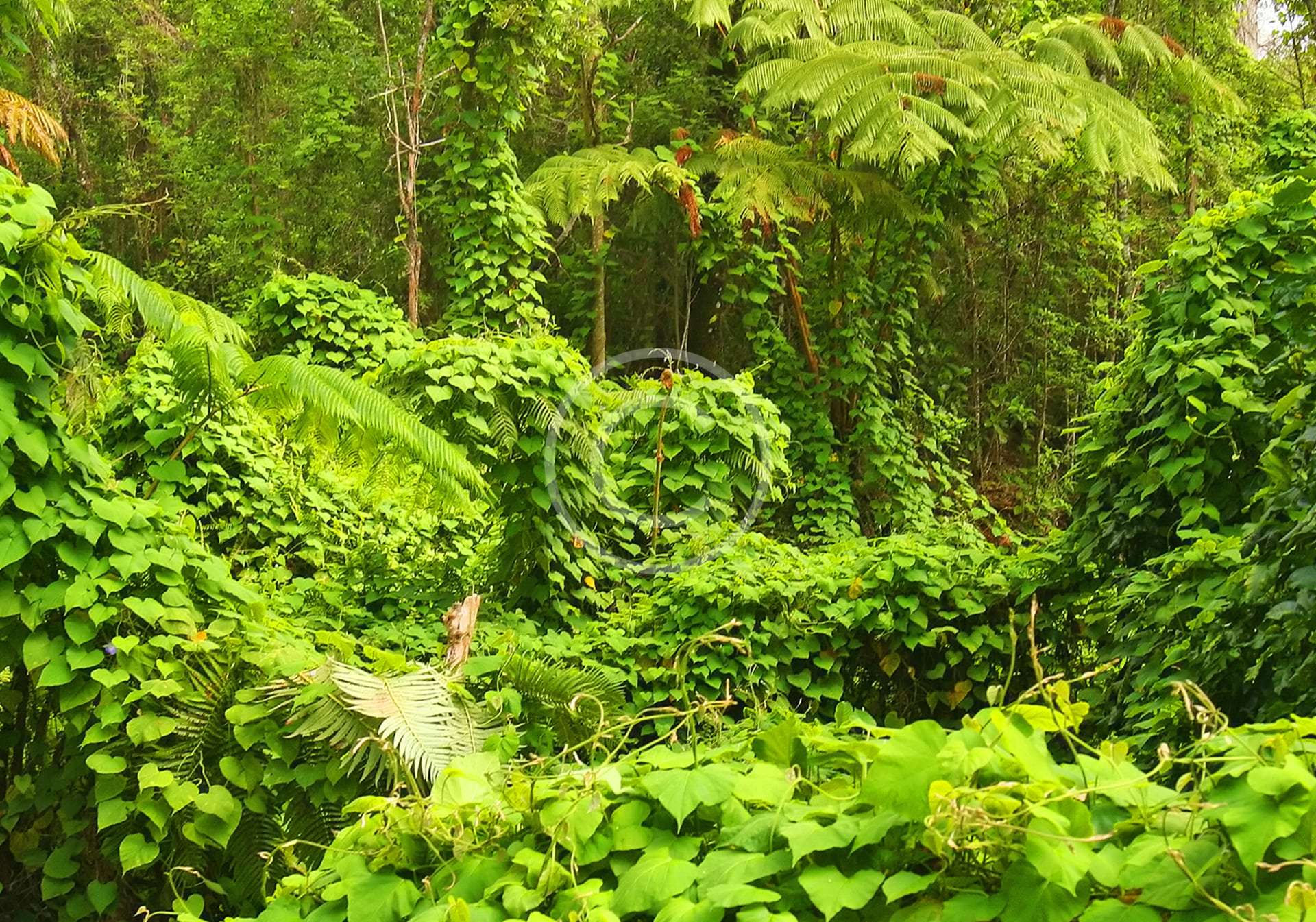 Peru Adventure Tour,  Andes & Amazon