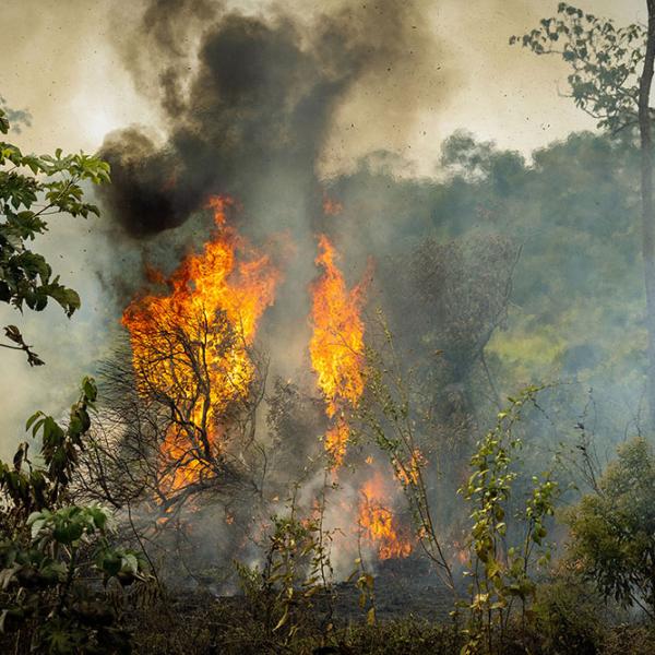 tree-fire-8124bba6b7d2b7558683e9b36b525870d049528257a384de35338ccbd0d65ed5 tree-fire-8124bba6b7d2b7558683e9b36b525870d049528257a384de35338ccbd0d65ed5